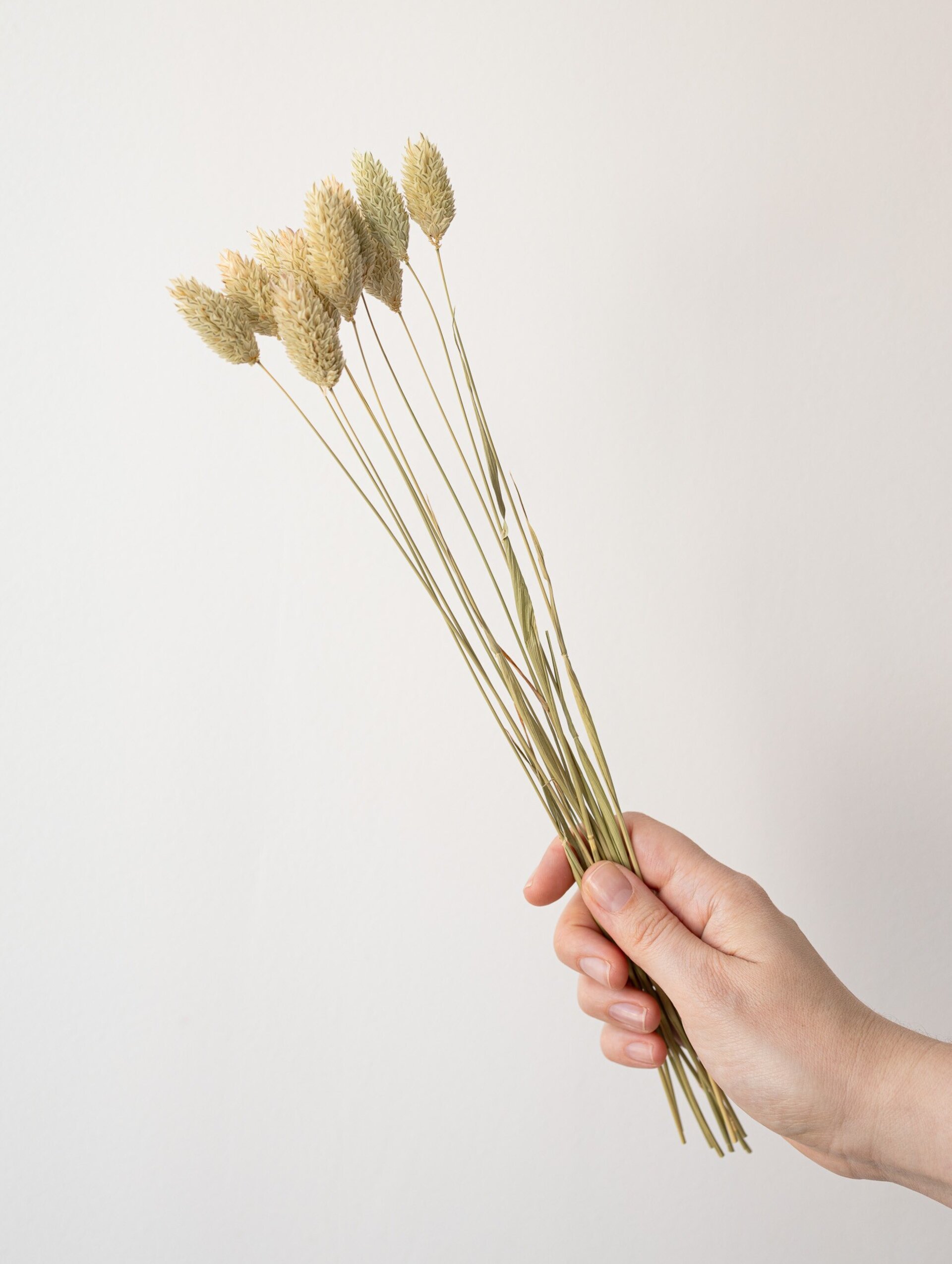 Kit de flores secas "Yellow Meadow" 35 cm para manualidades - 6