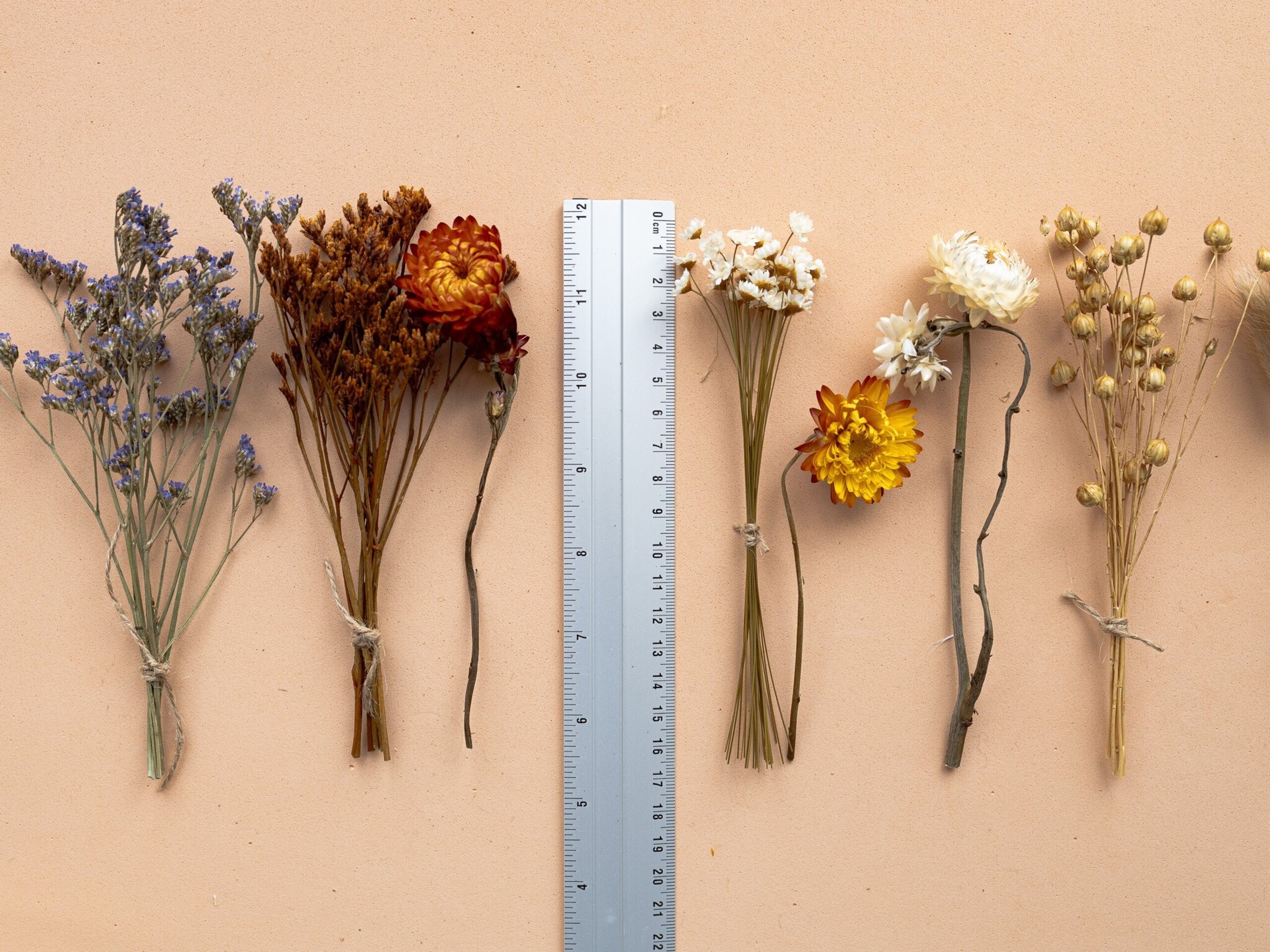 Kit de flores secas "Terracotta" 16 cm para manualidades - 6