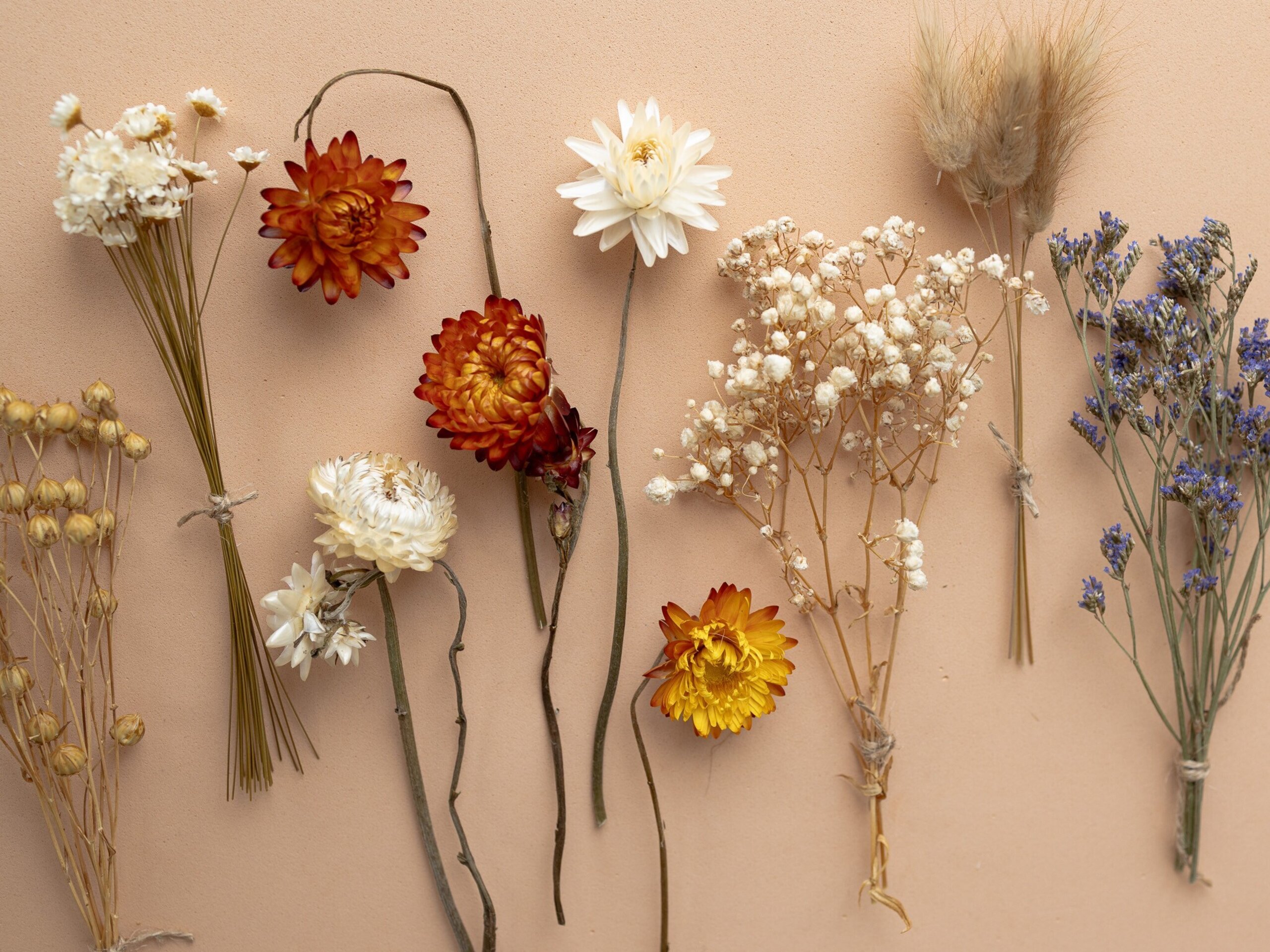Kit de flores secas "Terracotta" 16 cm para manualidades - 3